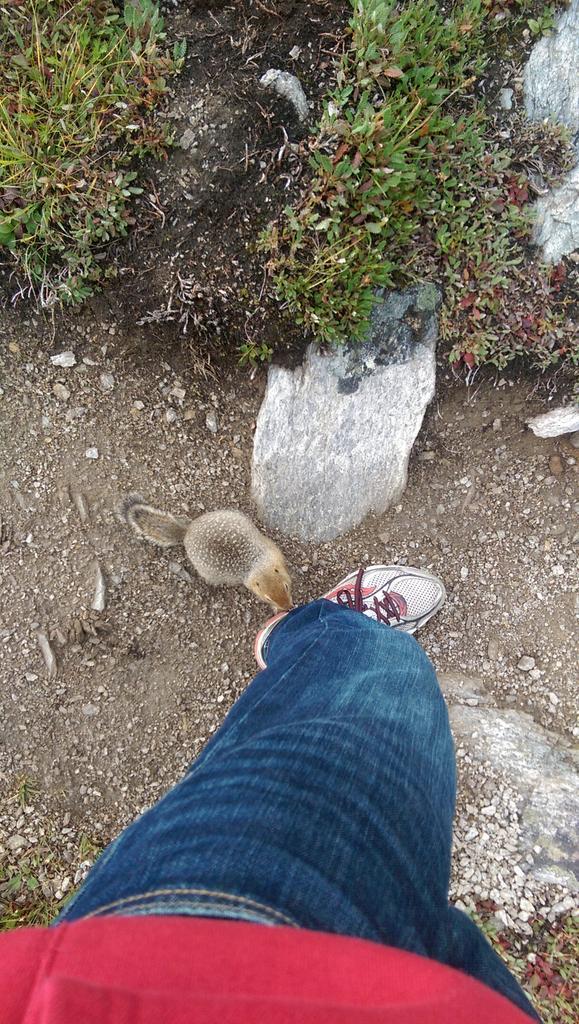 byliu88's tweet photo. *a wild pikachu appeared!* http://t.co/zRwkYrdTie