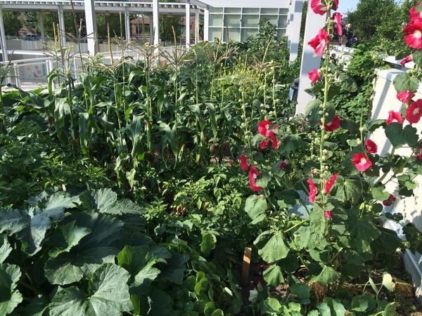 Free watering this week predicted. Aka rain.