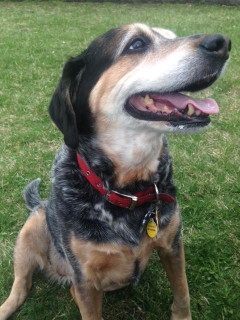 Annie Noon and I are excited to join the <a href="/barkbox/">BarkBox</a> team next week!