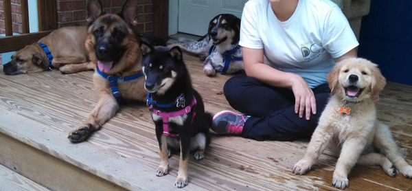 GoodDogDC's tweet photo. Everyone having a blast!!!  #puppyacademy http://t.co/r32IgyMPAc
