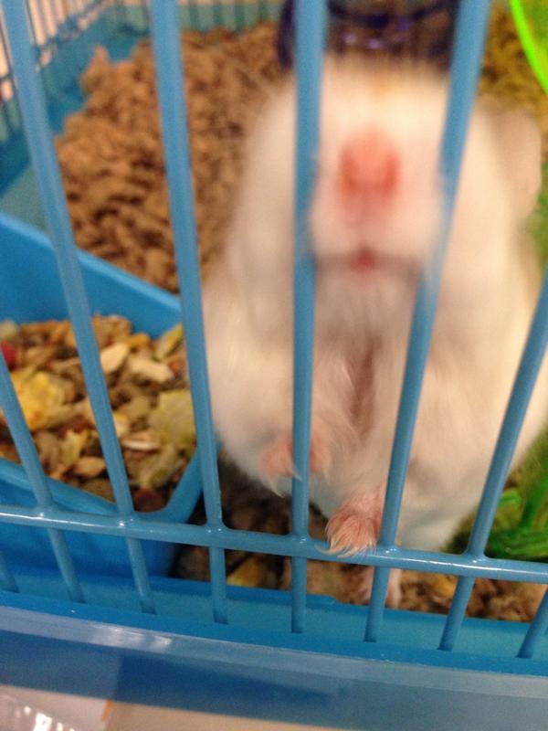 MC_Hamster's tweet photo. Human, your breakfast smells good! Share? #hamster #hamstertweet http://t.co/Pf6cZnj1vu