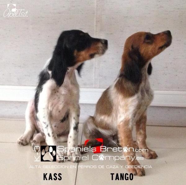 DogCollarsK3's tweet photo. http://t.co/u4bCAhJsdh http://t.co/vqYPmIPXT5