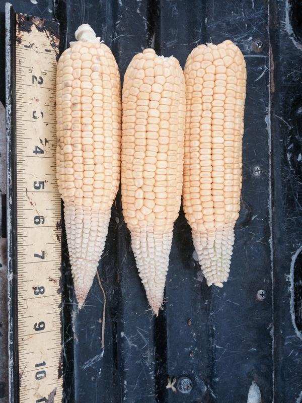 RuralLeslie's tweet photo. Fields can be deceiving. Looks great outside but reality in #cornear. Saline Co Nebraska yield est 90.2bpa #pftour14 http://t.co/OnKHBMFJTQ