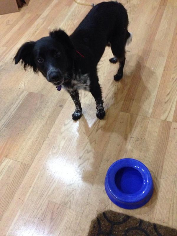 HopsthePuppy's tweet photo. IDontWantThatWater #tolietwaterrules http://t.co/qTSJpCYDM6