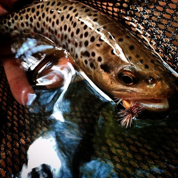 Wish4FishTV's tweet photo. Beauty Wild Brown on a Humpty #dryfly #wildbrown #browntrout #trout #troutbum #fishing #flyfishing #w4f #pa http://t.co/qtDqp2nsqR