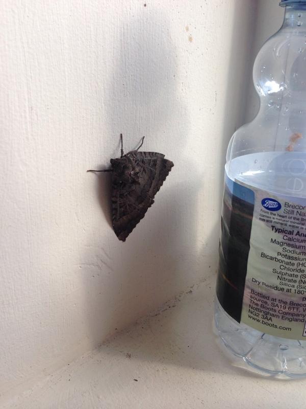 This huge moth thing is getting out of control... #blessedblackwings
