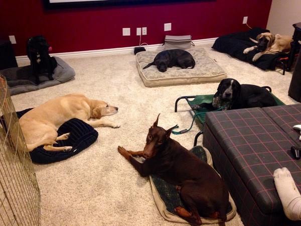 theprojectk9's tweet image. Practicing "place" with 6 dogs! Sig, Raven, and Chaco are 1st timers! #utahdogtraining #projectk9 #calmdogs
