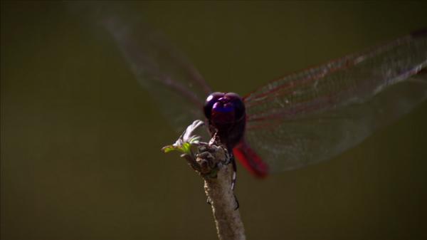 BBCEarth's tweet photo. #Dragonflies react to prey in just 30 milliseconds -> http://t.co/yUP1x8E2Qt #SuperSenses, Tonight, @BBCTwo 9pm http://t.co/ckUCfzOdvA