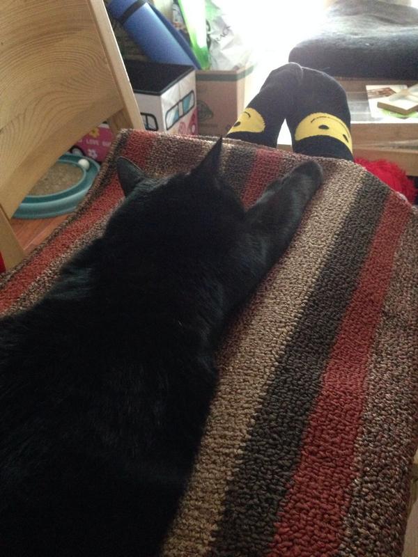 bumbleboops's tweet photo. I don't know why the #shorthuman says nothing gets done around here. I've had a fabulous three-hour nap on her legs. http://t.co/DQyrVThxpZ