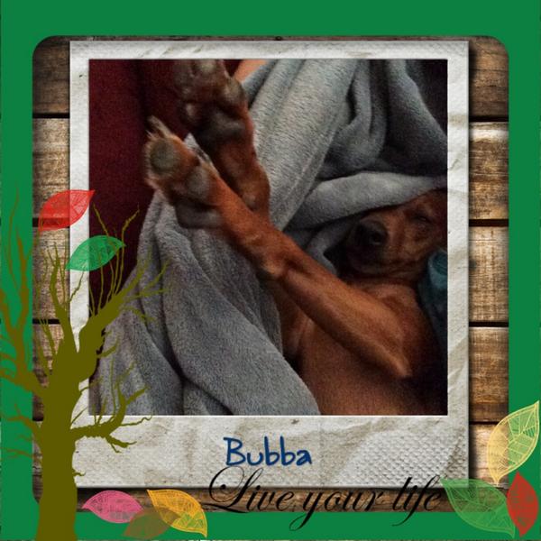 BuddyTheMiniPin's tweet image. Just me afternoon nap! #nap #pets #petslife #minipins