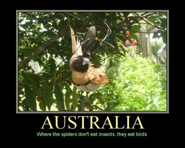 HorrorPicx's tweet photo. See 15 of the deadliest, scariest, or just plain weird bugs of Australia. #7 is most deadly! http://t.co/0gHVZykHg6 http://t.co/cHDXWzp5r2