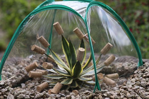 Dermotgardens's tweet image. Agave univittata 'Quadricolor' protected from rain With corks used to stop the
plastic dome being punctured. No water