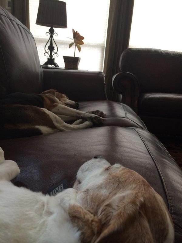 TheBoomerBeagle's tweet photo. This is what we do. #RuffWork http://t.co/93FZ304xvt