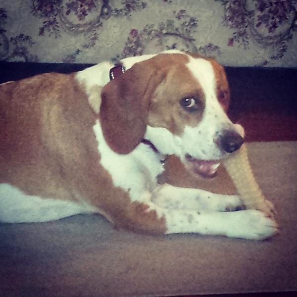 nylabone's tweet photo. Caption this photo… (Source @whynotfrank via Instagram) http://t.co/PJ0FhrSOwS