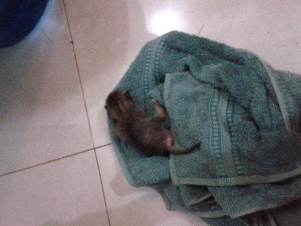 ryan_pradiptaa's tweet photo. @SahabatMeong kitten ditemukan di dalam got didaerah Cijantung, Jaktim! Need adopter, ASAP ! CP : 08988231184 http://t.co/0wXMHKqhsk