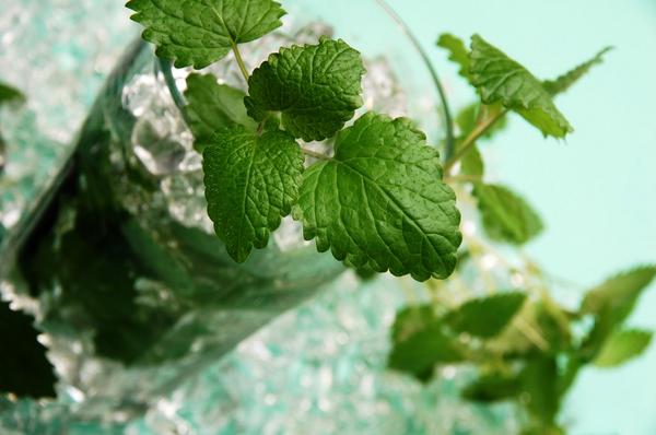 CANE_Restaurant's tweet photo. El #afterwork perfecto es con nuestro #happyhour hasta las 8pm y más especialmente con este refrescante mojito. Ven:) http://t.co/8cGEJu5cD8