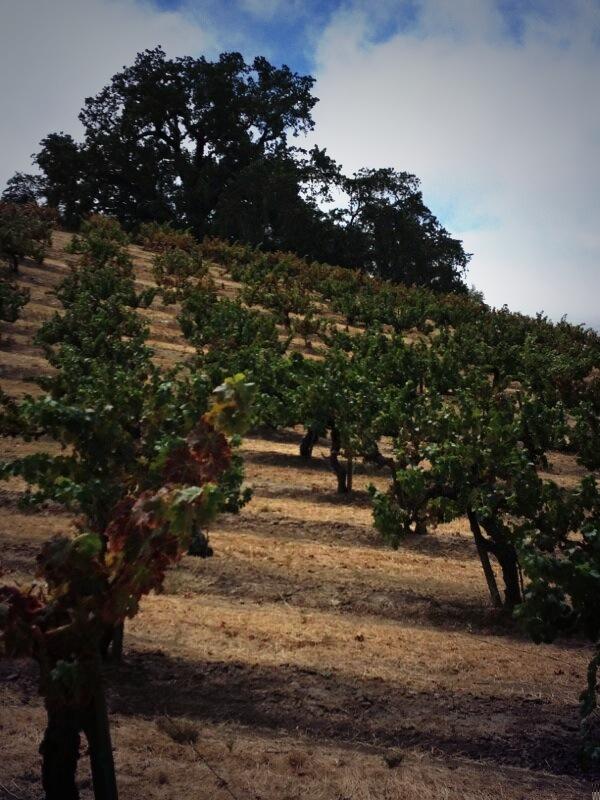 angelinabaray's tweet photo. Goats, chickens, mini horses, wine...and all this natural beauty. @ProulxWines http://t.co/BoCe1ILiL4