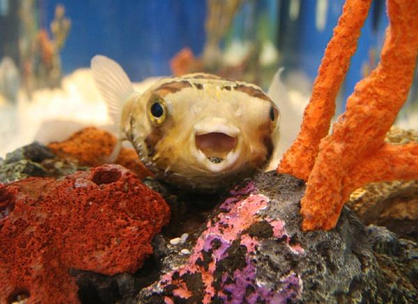 WylandORG's tweet photo. Smile! This adorable puffer fish hopes you are having a great day! http://t.co/bKwHkVyXNR