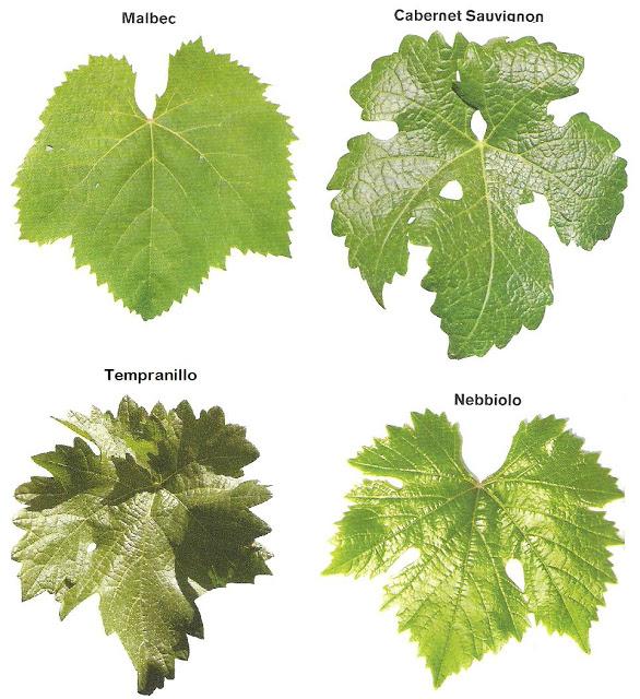 Viñedos La Redonda on Twitter "Dato del día "Tipos de hojas de parra