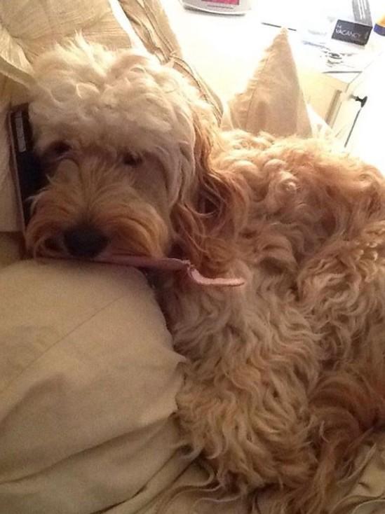 TobyCockapoo's tweet image. Sorry for not posting much today... Been busy on the phone😉🐶🐾#DogOfTheDay #dogssecretlives #doggystyle