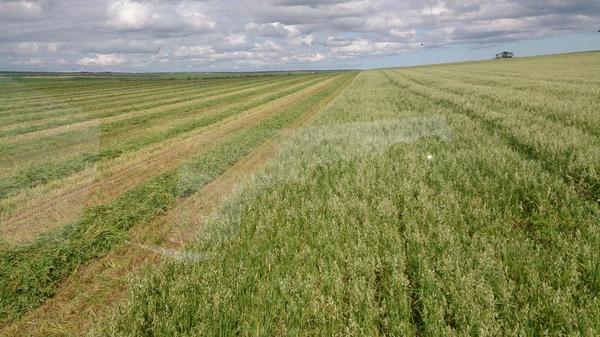 Daniel Schoenberg tweet media