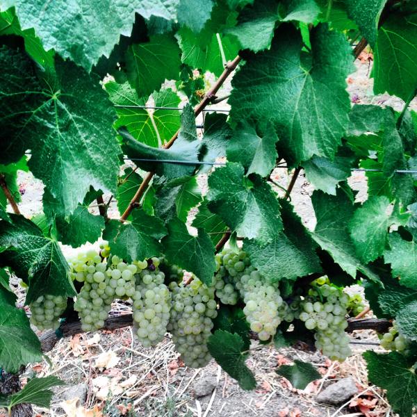 Deux Chevaux Vineyard Chardonnay ready to be picked next week!