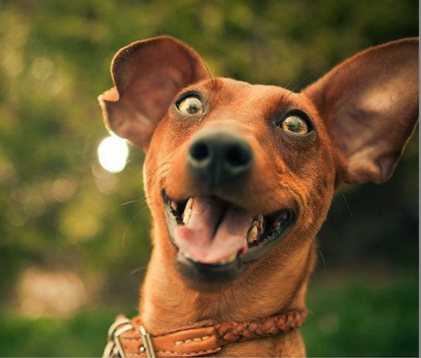 papapoochapp's tweet photo. NEW #dogselfies - check them out at papa pooch app http://t.co/F6qEOwy8AH