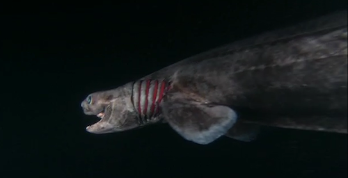 Animal Planet on X: The frilled shark gets its name from its