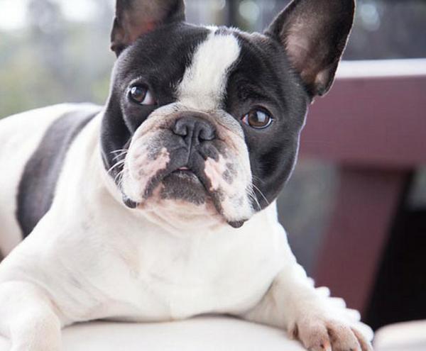 shesaideditor's tweet photo. Coconut oil is great for your pets, too! http://t.co/xnGhx5DGNQ #coconutoil #BrynleyKing #GoingCoconuts http://t.co/8kkvShGaMx