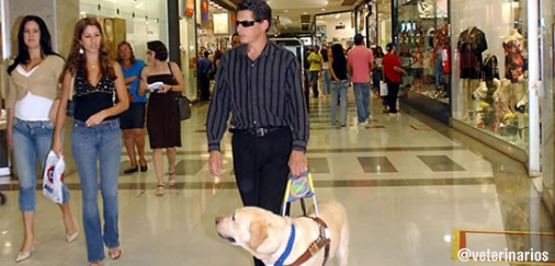 veterinarios's tweet photo. Los perros guías que acompañan a personas con discapacidades tienen libre acceso a bancos, hospitales y comercios. http://t.co/fWGbHHZ65G