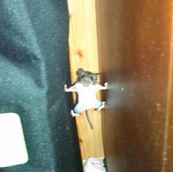 LouieVRee's tweet image. Little mufuckin ratatouille pulling 007 stunts to not get his shit snapped up