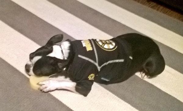 AMootch's tweet image. Tuukka the Boston Terrier with his puck. #NHLBruins