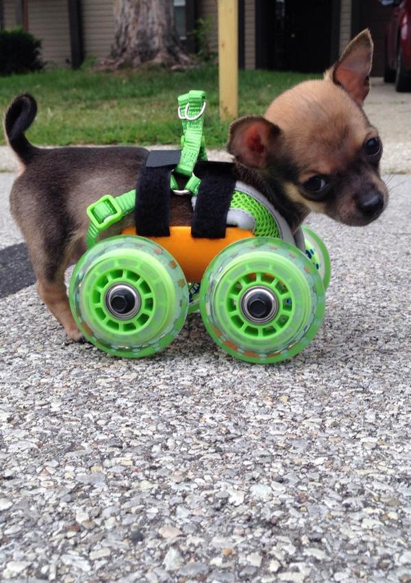 Two-legged pup <a href="/RooTurbo/">TurboRoo</a> on wheels, thanks to 3D printing  on.thestar.com/1pZ5XtO #TurboRoo