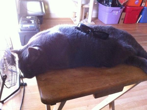 Cat I'm fairly certain that is not the way sunglasses are meant to be worn.