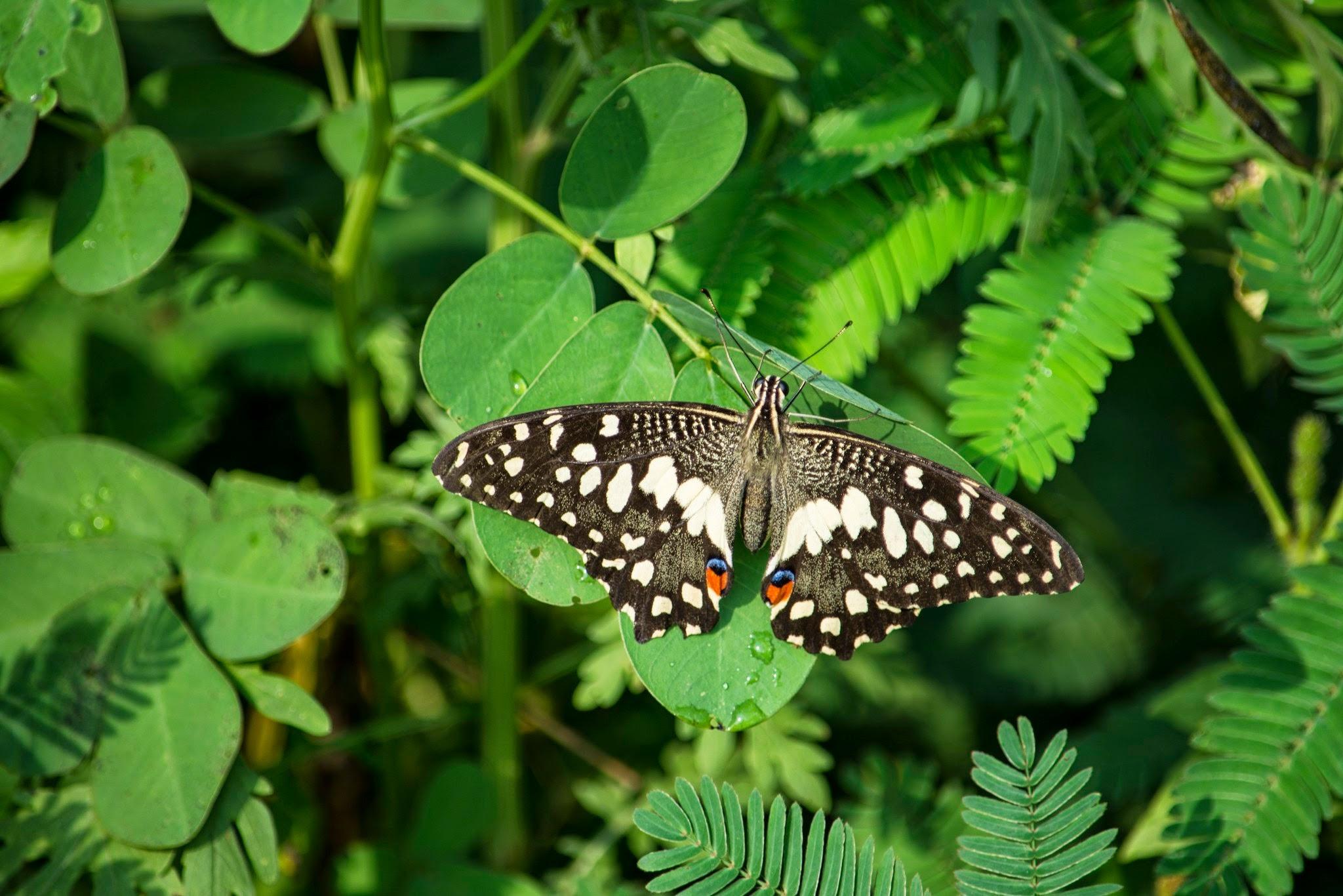 Embedded image permalink