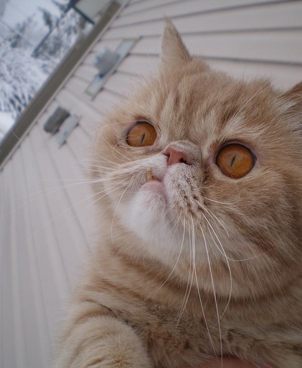 смешной кот. поднять морда. смешной кот. веселый котик. довольная морда.