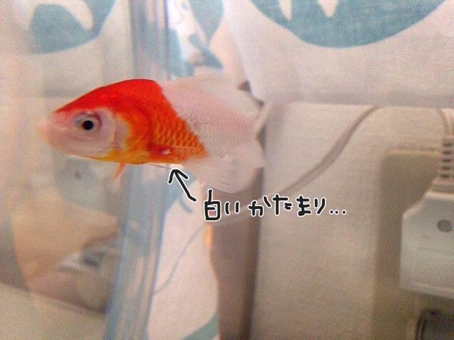 あずにゃん Twitter પર ヅラさんとほくろさん イカリムシ に寄生されてた ﾟ Yo ﾟ ヅラさんは他にも穴あきの初期症状と胸ビレになんか白い塊ついてて周り充血してる なんだこれ もうあそこの店で絶対 金魚買わない Http T Co 8ecqznghim Twitter