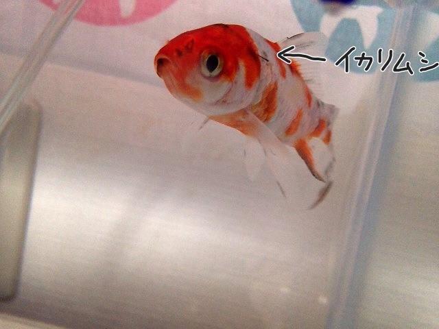 あずにゃん Twitter પર ヅラさんとほくろさん イカリムシ に寄生されてた ﾟ Yo ﾟ ヅラさんは他にも穴あきの初期症状と胸ビレになんか白い塊ついてて周り充血してる なんだこれ もうあそこの店で絶対 金魚買わない Http T Co 8ecqznghim Twitter