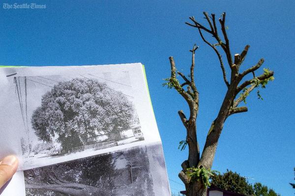 ArbAssociation's tweet photo. Great example of a tree "pruned" by unskilled workers. Only use qualified Arborists #FindAPro http://t.co/GTFMNfL5Qc http://t.co/BeXhSc3NZU