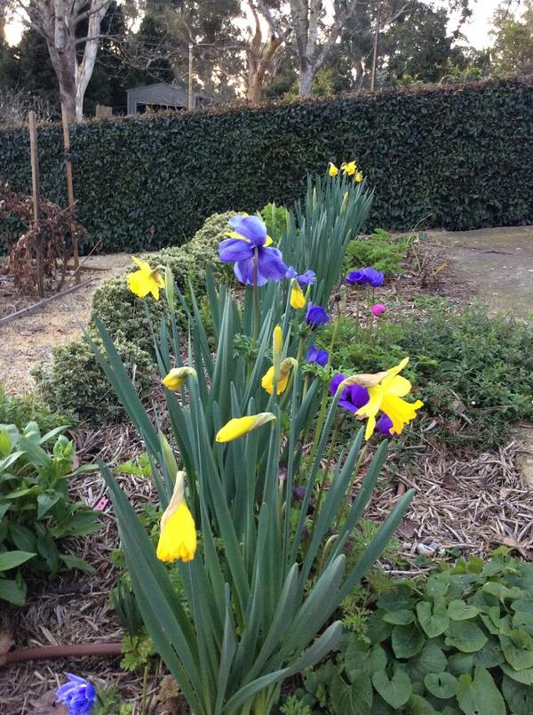 Spring bulbs flowering at Mt Barker #adelhills @REMAXHC  #gardenchat