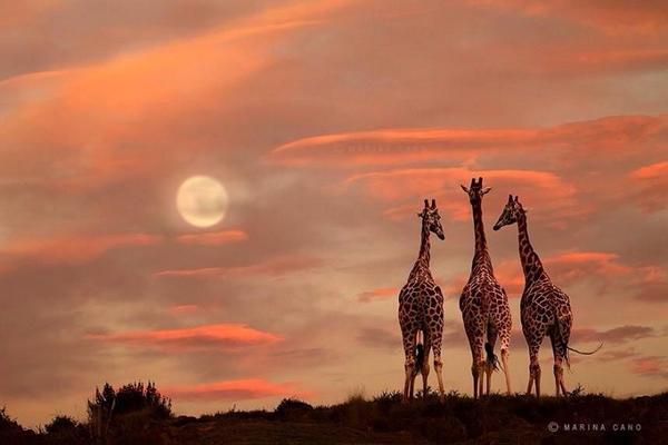 Gabriele_Corno's tweet photo. Moonrise .... by M. Cano http://t.co/WJCleSCfsK