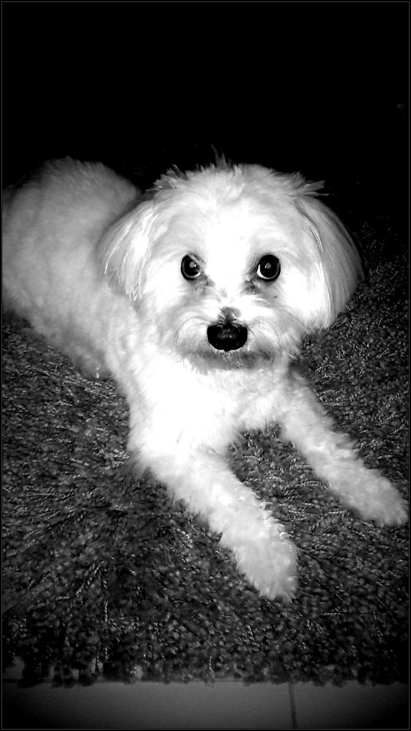 Hermes_DS's tweet photo. #hellopeople .... Don't get confused. Ιt's me ... #your_friend !!! I just clipped. Do you #like my new #look ? http://t.co/JS2sDGuh4b