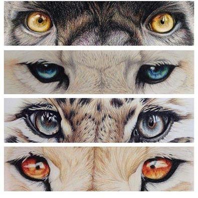 NetKlips's tweet photo. Animal eyes http://t.co/xVYxJ632YG