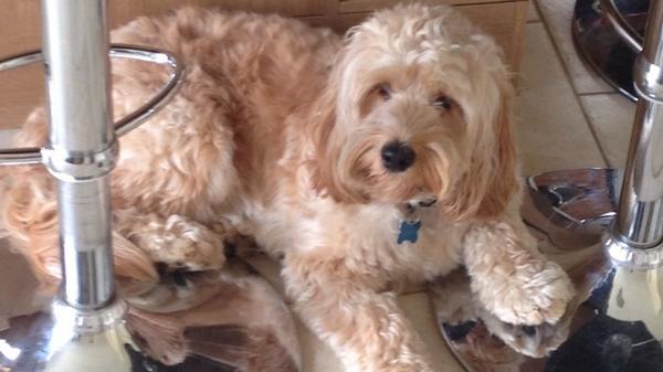 TobyCockapoo's tweet image. Whats everyone doing today? Im just being lazy as usual🐶🐾 #woofwoofwednesday #dogslife #Animals