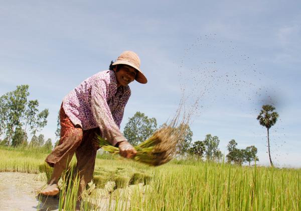 XHespanol's tweet photo. Un campesino recolecta semillas de arroz en #Dangkor #Camboya (Xinhua/Sovannara) http://t.co/noO6gSpd9P