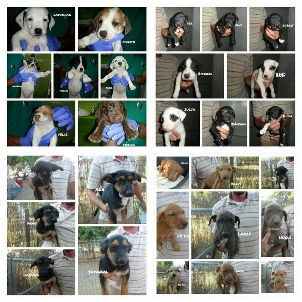 LASAnimal's tweet photo. Estamos en una situación dificil, tenemos tantos cachorros q estamos descontrolados.NECESITAMOS ACOGIDAS URGENTES!! http://t.co/NvktjN2XaO