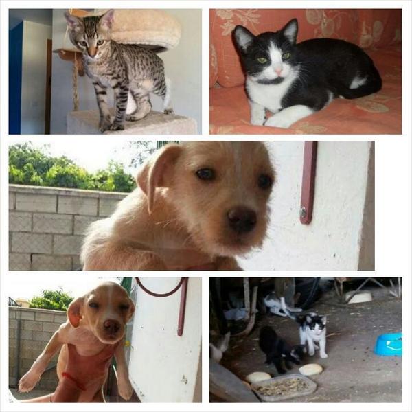 LASAnimal's tweet photo. Estamos en una situación dificil, tenemos tantos cachorros q estamos descontrolados.NECESITAMOS ACOGIDAS URGENTES!! http://t.co/NvktjN2XaO