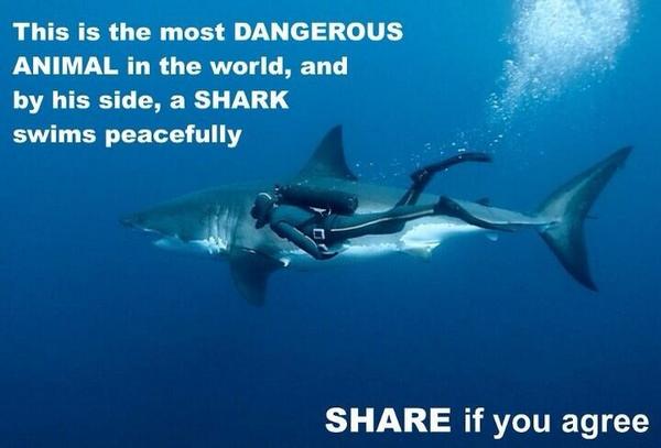 CaptTyl3r's tweet photo. The most dangerous animal in the world isn't always the animal that first comes to mind!  #shark http://t.co/fAScuNXeUt
