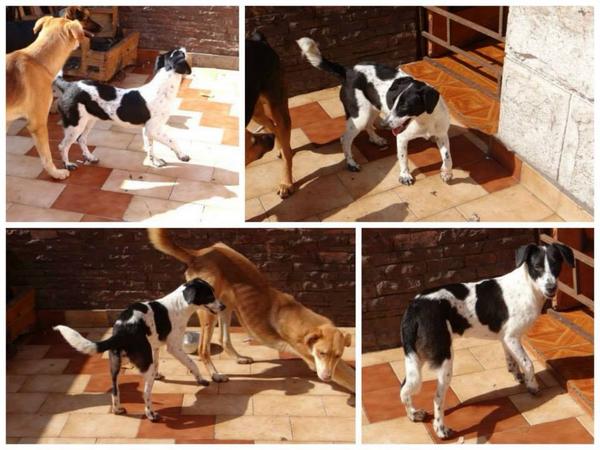FuerzaAnimal_'s tweet photo. #Antofagasta , Dorita 9 meses, esterilizada, rescatada del exvertedero en adopción, solo responsables. #RT http://t.co/NJIGowlQaA