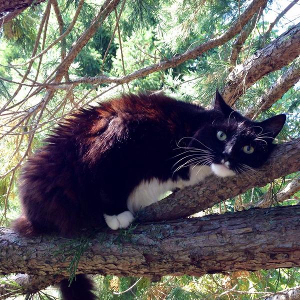 canopy cat rescue on twitter just 4 of the 10 cats we ve rescued